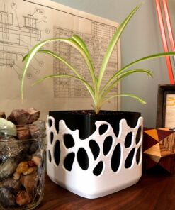 The Wise Planter -- Voronoi Style